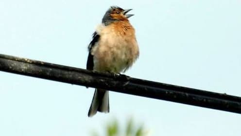 Coincé par la douane à l'aéroport de New York avec 35 oiseaux vivants cachés sur lui