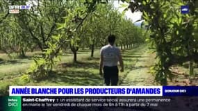 Les amandiers ont souffert du gel