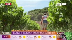 Canicule: "Cette deuxième vague arrive au pire moment pour le maïs qu'on devait récolter en septembre", déclare Marie-Amélie Viargues, présidente de la FDSEA Aveyron