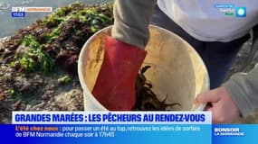 Normandie: les pêcheurs à pied au rendez-vous pour les grandes marées