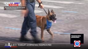 14-Juillet: le défilé, une première pour les chiens de l'administration pénitentiaire