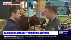 Salon de l'agriculture 2024: la Rouge flamande représente la région