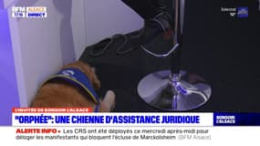 Orphée, une chienne d'assistance juridique au sein de l'association Viaduq France victimes 67