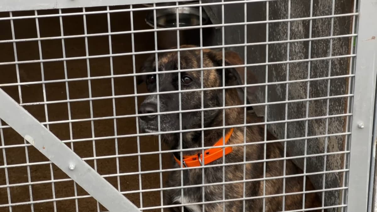 PasdeCalais après les inondations, le refuge de SaintOmer retrouve