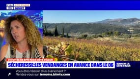Côte d'Azur: une perte d'au moins 20% de la production de vin liée à la sécheresse