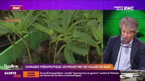 Le maire d'un village de Dordogne autorise la construction d'une ferme de cannabis à usage médicale
