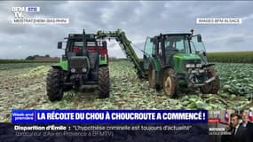 La récolte du chou à choucroute a commencé en Alsace