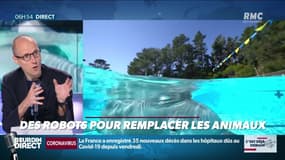 La chronique d'Anthony Morel : Des robots pour remplacer les animaux - 30/06