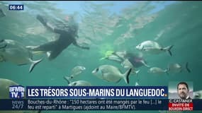 "Une semaine en...": Les trésors sous-marins du Languedoc