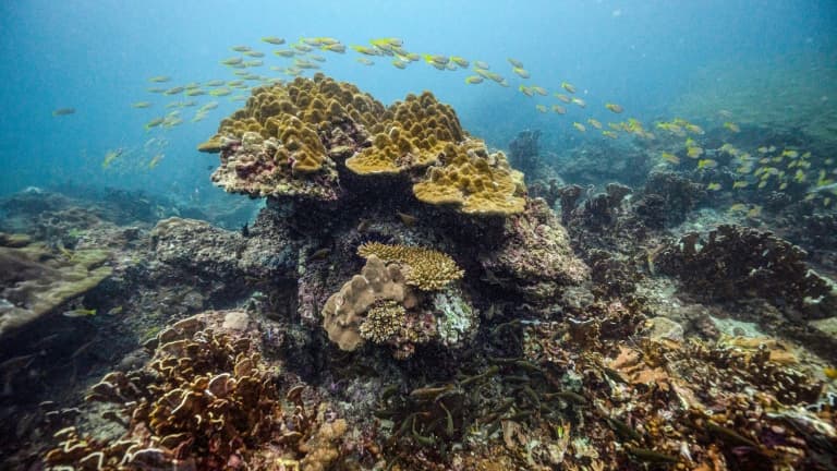 Des poissons nagent au milieu des coraux, le 25 novembre 2021 au large des îles Phi Phi en Thaïlande (illustration)