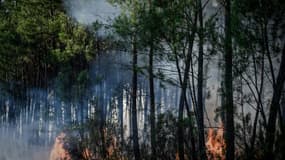 Incendie de forêt à Le Tuzan, le 27 juillet 2020 en Gironde