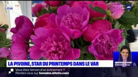 La pivoine, star du printemps dans le Var