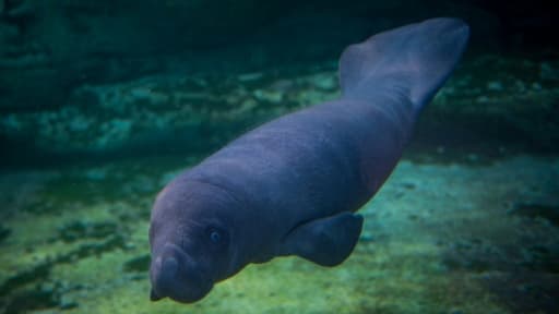 Un bébé lamentin, né il y a dix jours, nage dans le bassin du zoo de Beauval, le 15 mars 2017 Un bébé lamentin, né il y a dix jours, nage dans le bassin du zoo de Beauval, le 15 mars 2017