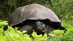 Un spécimen de tortue géante Chelonoidis donfaustoi, espèce découverte aux Galapagos en 2015. Un spécimen vivant de Chelonoidis Phantasticus, espèce que l'on croyait éteinte depuis plus de cent ans, a été récemment découvert dans l'archipel