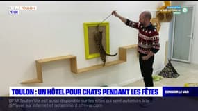 Toulon: un hôtel pour chats pendant les fêtes