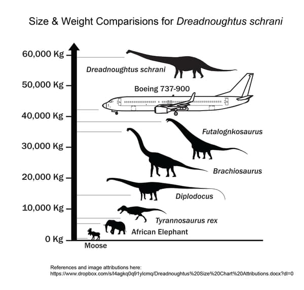 Cette illustration montre le gigantisme de Dreadnoughtus, notamment comparé à un Boeing 737-900. Cette illustration montre le gigantisme de Dreadnoughtus, notamment comparé à un Boeing 737-900.