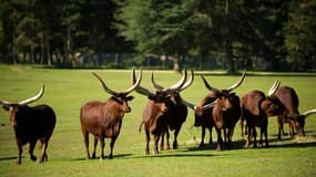 Un troupeau de watusis au Parc de Thoiry