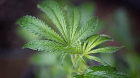 Dépénalisé depuis 1976, le cannabis va désormais être produit aux Pays-Bas d'ici 2021, une première en Europe.