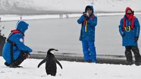 Des touristes à côté d'un manchot, sur l'île de la Déception, dans l'ouest de la péninsule antarctique, le 24 janvier 2024.