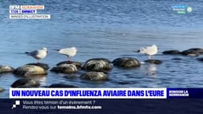 Un nouveau cas d'Influenza aviaire a été détecté dans l'Eure