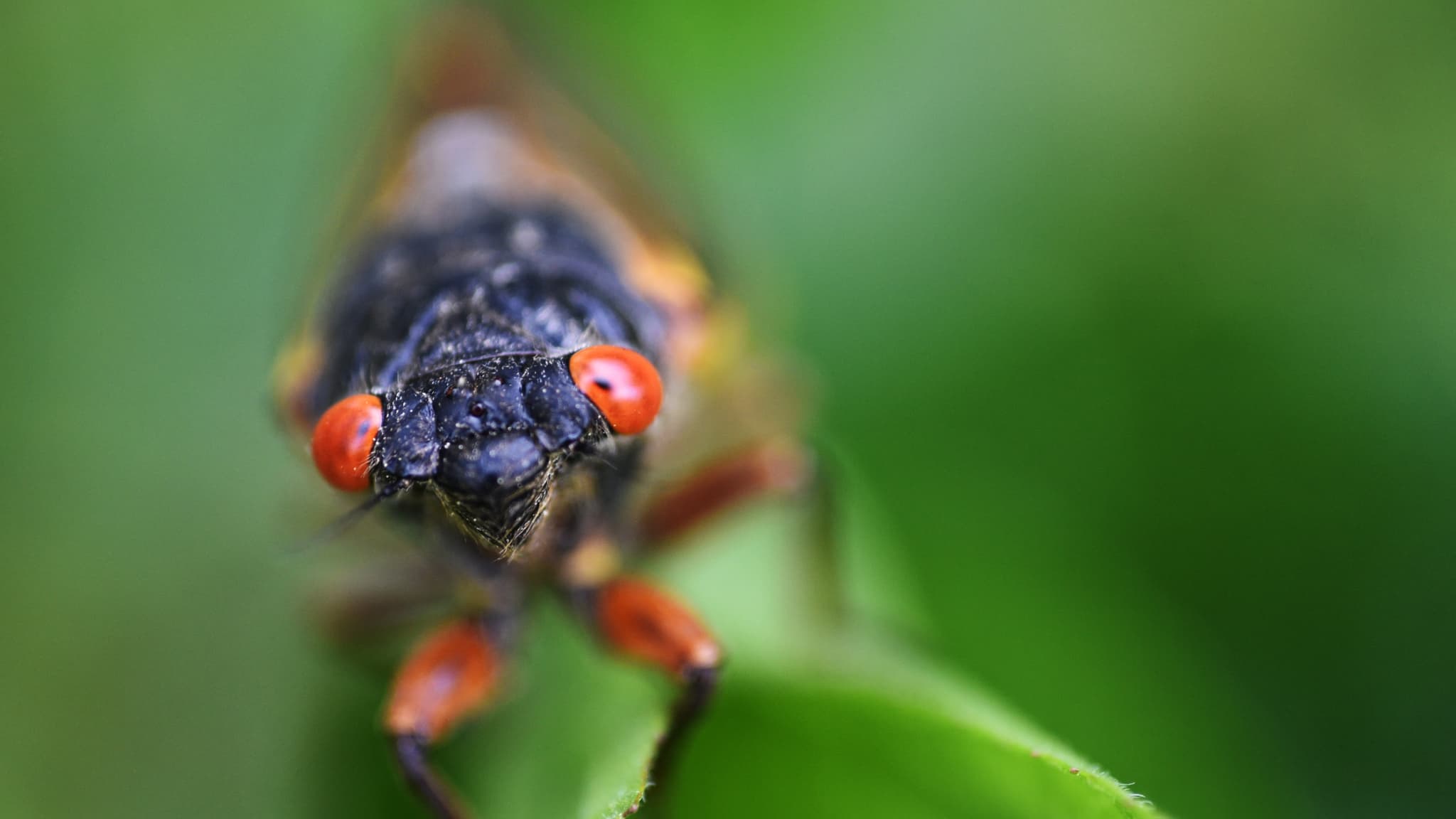 Une cigale aux yeux rouges à Chevy Chase, dans le Maryland, le 17 mai 2021. (Photo d'archive) Une cigale aux yeux rouges à Chevy Chase, dans le Maryland, le 17 mai 2021. (Photo d'archive)