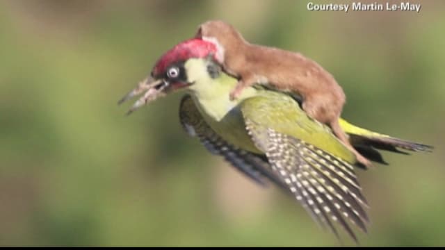 L Auteur De La Photo D Une Belette Sur Le Dos D Un Pivert Raconte Comment Il A Pris Le Cliche
