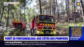 Forêt de Fontainebleau: un incendie a parcouru un hectare