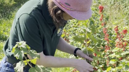 Marion Cozon, responsable de la cueillette de Lumigny (Seine-et-Marne), en train de cueillir des groseilles. Marion Cozon, responsable de la cueillette de Lumigny (Seine-et-Marne), en train de cueillir des groseilles.