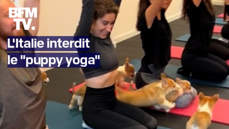 L'Italie interdit le puppy yoga pour le bien-être des chiots