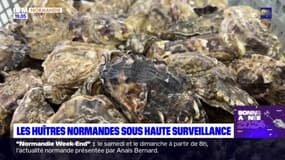 Calvados: les huîtres normandes sous haute surveillance