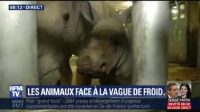 À cause du froid, ce bébé rhinocéros est confiné à l'intérieur