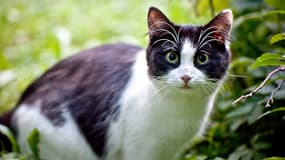 Image d'illustration