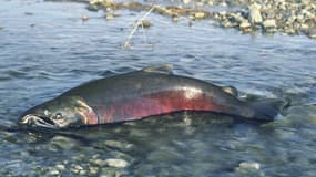 Un saumon royal dans une rivière de l'Idaho (Etats-Unis).