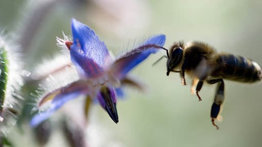 Une abeille polénisant une fleur. (image d'illustration)