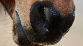 Un cheval