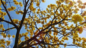 Un arbre à fleurs jaunes en plein soleil (Photo d'illustration).