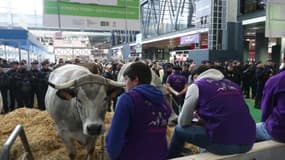 Des vaches ont été évacuées de leurs enclos le samedi 24 février au Salon de l'agriculture en raison de heurts entre agriculteurs et forces de l'ordre.