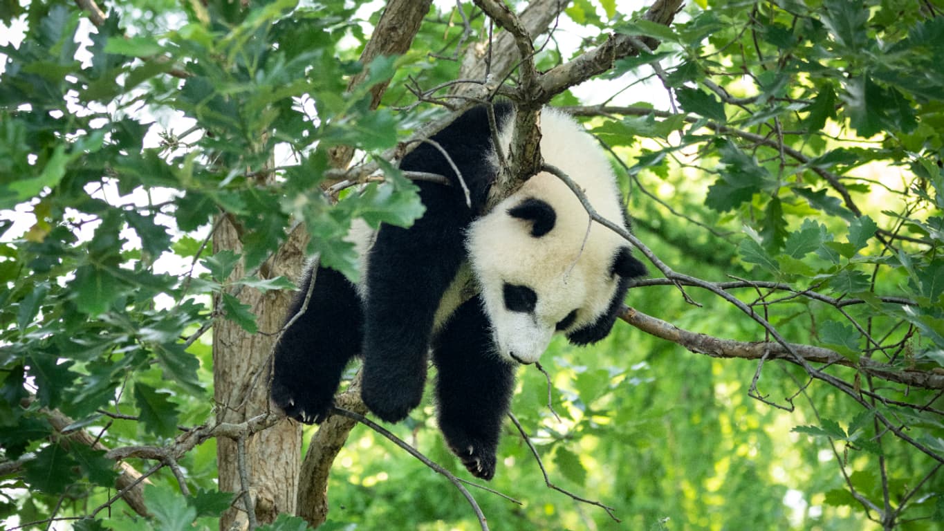 La fourrure blanche du panda se confond avec le feuillage ou la neige, surtout de loin. (IMAGE D'ILLUSTRATION)