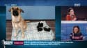 L'incroyable histoire de ce chien qui sauve des chatons abandonnés au Canada
