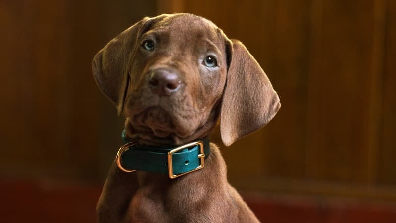 "Scooby-Doo": Netflix dévoile une première bande a
