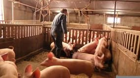 Filière porcine: bras de fer entre le gouvernement et les industriels