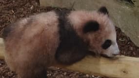Pourquoi le bébé panda du zoo de beauval est-il rose et frisé ?