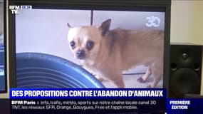 30 millions d'amis propose des mesures concrètes pour lutter contre les abandons d'animaux