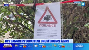Nice: des sangliers squattent une résidence du quartier de Rimiez