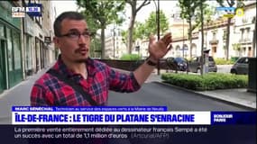 Gare au tigre du platane, une petite bête très présente cet été en Île-de-France
