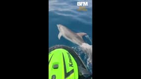 Rencontre féérique avec un dauphin au large de Roquebrune Cap Martin