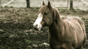 Un anti-douleur potentiellement dangereux pour l'homme a été retrouvé dans huit carcasses de chevaux analysées au Royaume-Uni (photo d'illustration).