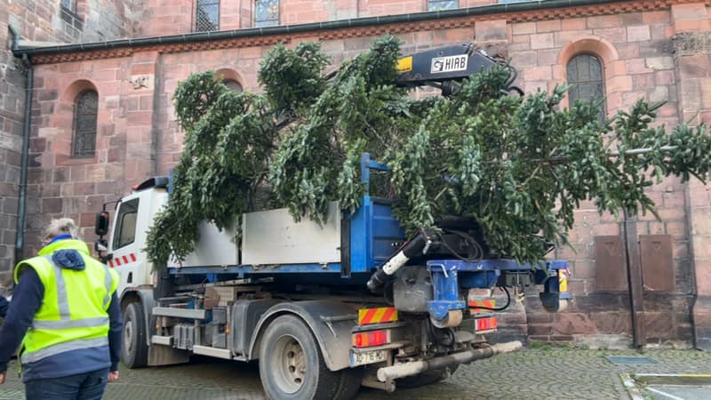 Sélestat: le marché de Noël en pleine préparation dans une ambiance forestière