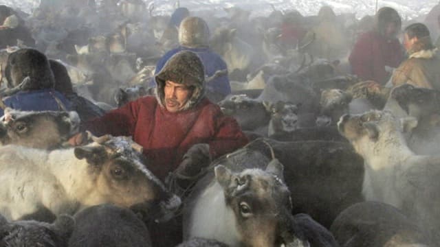 Un enfant et plusieurs milliers de rennes ont été tués par une épidémie d'anthrax en Sibérie. Les bergers nomades, qui côtoient les animaux en permanence, sont particulièrement exposés.