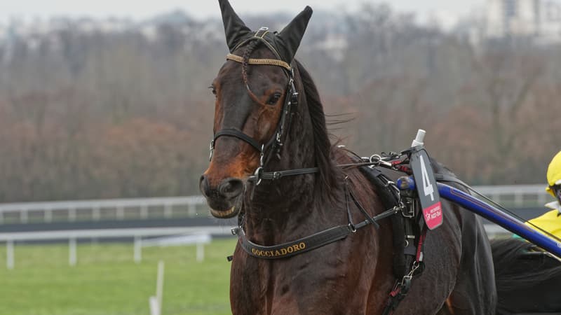 Prix de l'Atlantique : Vivid Wise As brille à Enghien